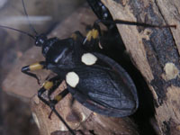 scarabées
